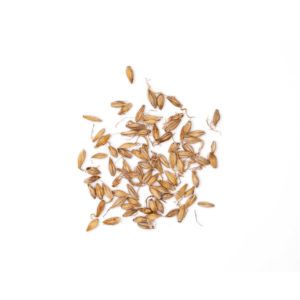 Hordeum vulgare – Fructus Hordei Germinatus – MAI YA