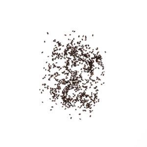 Plantago asiatica – Semen Plantaginis – CHE QIAN ZI