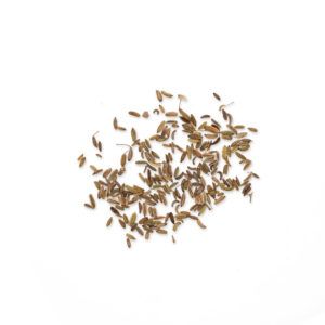 Foeniculum vulgare – Fructus Foeniculi vulgaris - XIAO HUI XIANG